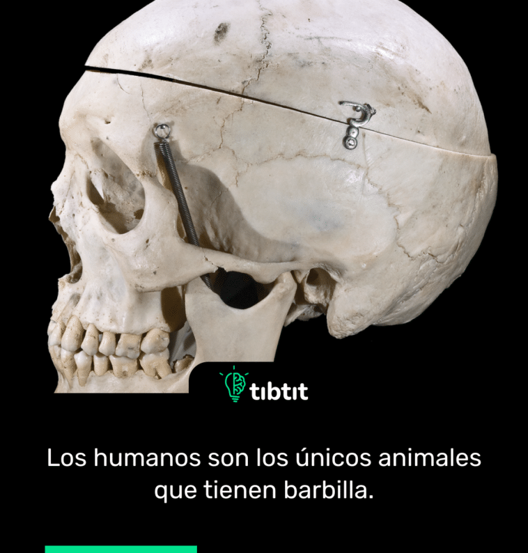 Los humanos son los únicos animales que tienen barbilla.