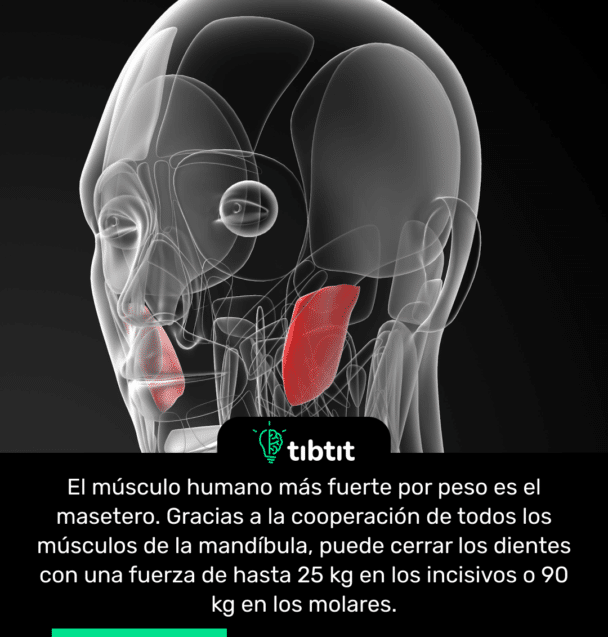 El músculo humano más fuerte por peso es el masetero. Gracias a la cooperación de todos los músculos de la mandíbula, puede cerrar los dientes con una fuerza de hasta 25 kg en los incisivos o 90 kg en los molares.