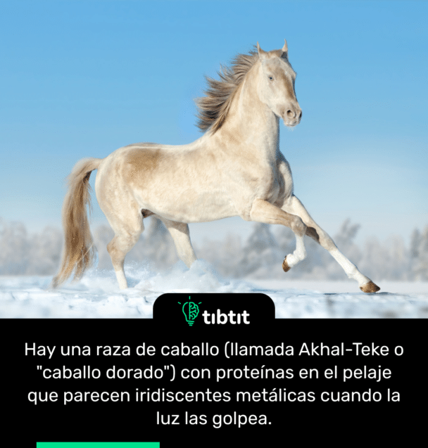 Hay una raza de caballo (llamada Akhal-Teke o "caballo dorado") con proteínas en el pelaje que parecen iridiscentes metálicas cuando la luz las golpea.