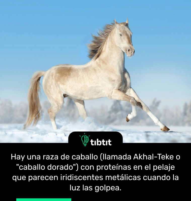 Hay una raza de caballo (llamada Akhal-Teke o "caballo dorado") con proteínas en el pelaje que parecen iridiscentes metálicas cuando la luz las golpea.