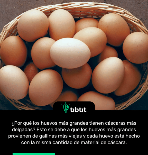 ¿Por qué los huevos más grandes tienen cáscaras más delgadas? Esto se debe a que los huevos más grandes provienen de gallinas más viejas y cada huevo está hecho con la misma cantidad de material de cáscara.