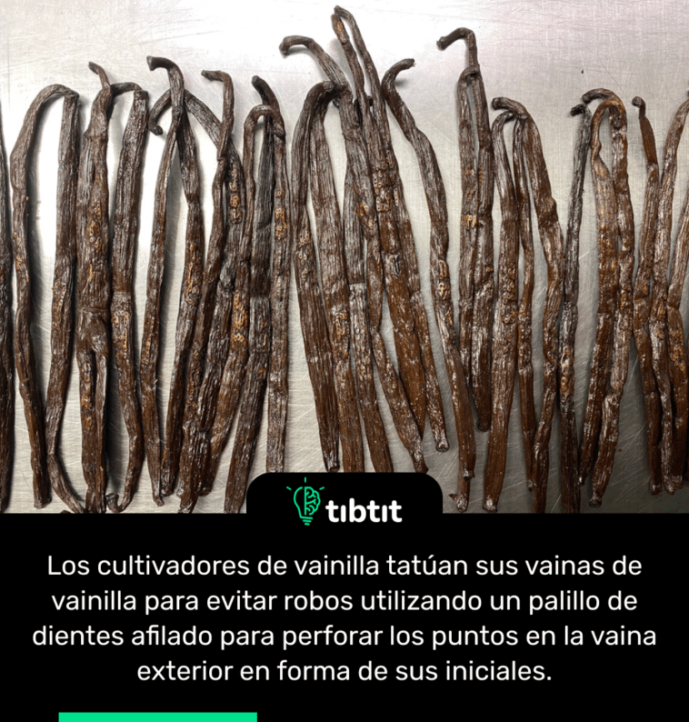 Los cultivadores de vainilla tatúan sus vainas de vainilla para evitar robos utilizando un palillo de dientes afilado para perforar los puntos en la vaina exterior en forma de sus iniciales.