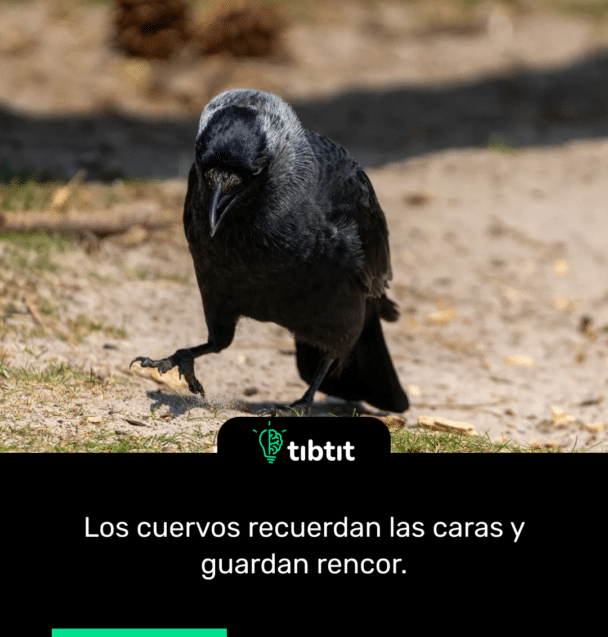 Los cuervos recuerdan las caras y guardan rencor.