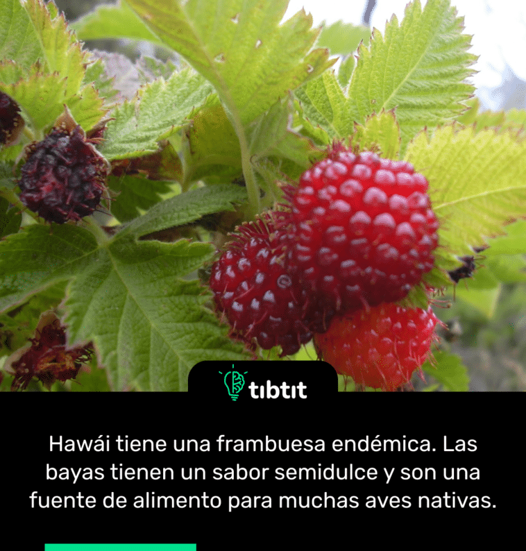 Hawái tiene una frambuesa endémica. Las bayas tienen un sabor semidulce y son una fuente de alimento para muchas aves nativas.