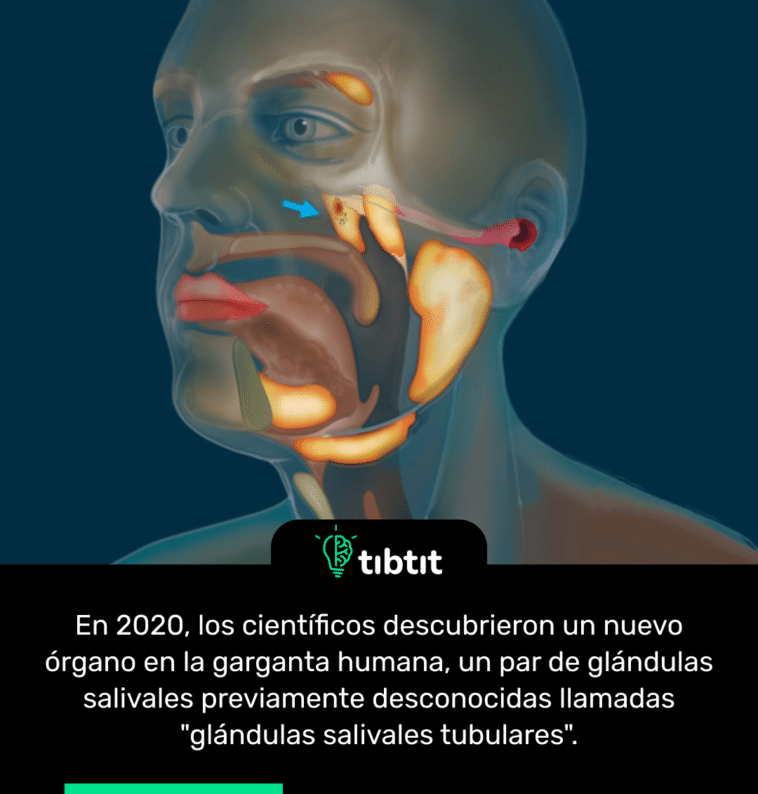 En 2020, los científicos descubrieron un nuevo órgano en la garganta humana, un par de glándulas salivales previamente desconocidas llamadas "glándulas salivales tubulares".
