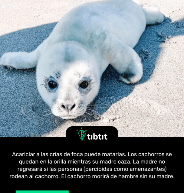Acariciar a las crías de foca puede matarlas. Los cachorros se quedan en la orilla mientras su madre caza. La madre no regresará si las personas (percibidas como amenazantes) rodean al cachorro. El cachorro morirá de hambre sin su madre.
