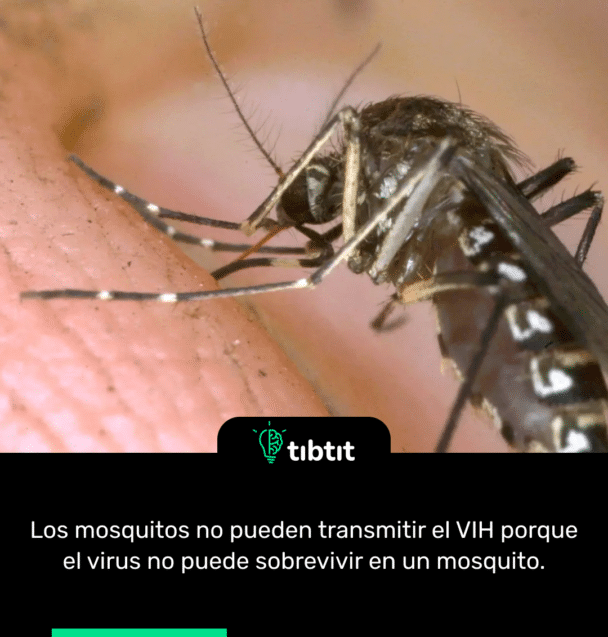 Los mosquitos no pueden transmitir el VIH porque el virus no puede sobrevivir en un mosquito.
