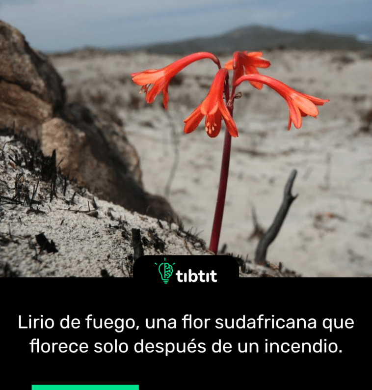 Lirio de fuego, una flor sudafricana que florece solo después de un incendio.