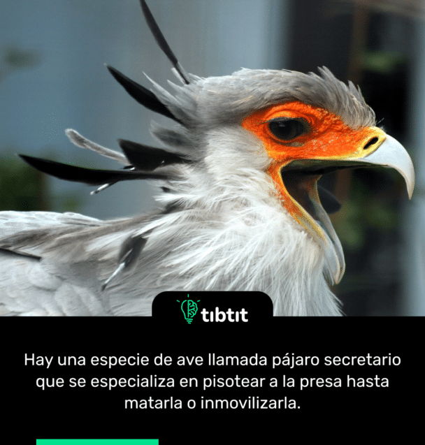 Hay una especie de ave llamada pájaro secretario que se especializa en pisotear a la presa hasta matarla o inmovilizarla.