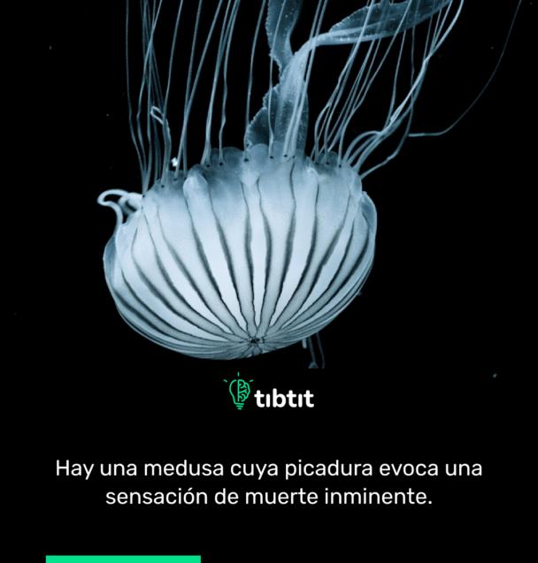 Hay una medusa cuya picadura evoca una sensación de muerte inminente.
