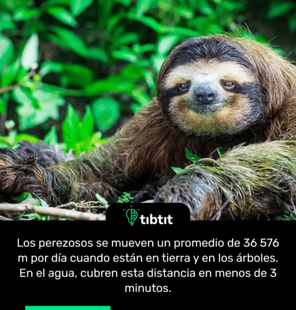 Los perezosos se mueven un promedio de 36 576 m por día cuando están en tierra y en los árboles. En el agua, cubren esta distancia en menos de 3 minutos.