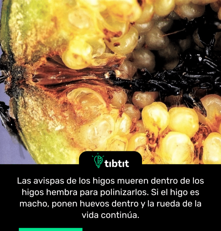 Las avispas de los higos mueren dentro de los higos hembra para polinizarlos. Si el higo es macho, ponen huevos dentro y la rueda de la vida continúa.