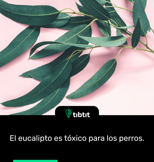 El eucalipto es tóxico para los perros.