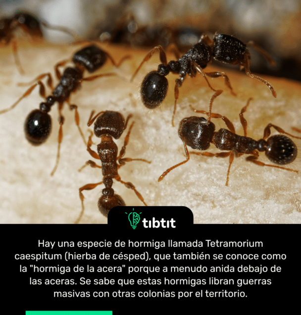 Hay una especie de hormiga llamada Tetramorium caespitum (hierba de césped), que también se conoce como la "hormiga de la acera" porque a menudo anida debajo de las aceras. Se sabe que estas hormigas libran guerras masivas con otras colonias por el territorio.