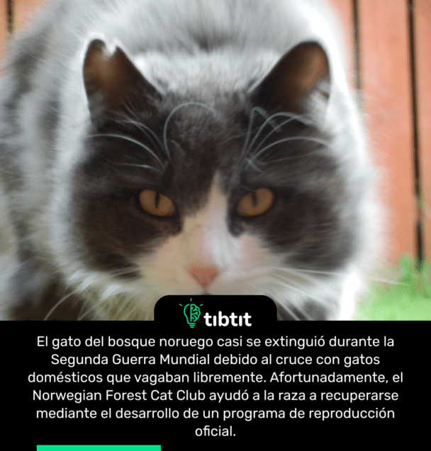 El gato del bosque noruego casi se extinguió durante la Segunda Guerra Mundial debido al cruce con gatos domésticos que vagaban libremente. Afortunadamente, el Norwegian Forest Cat Club ayudó a la raza a recuperarse mediante el desarrollo de un programa de reproducción oficial.