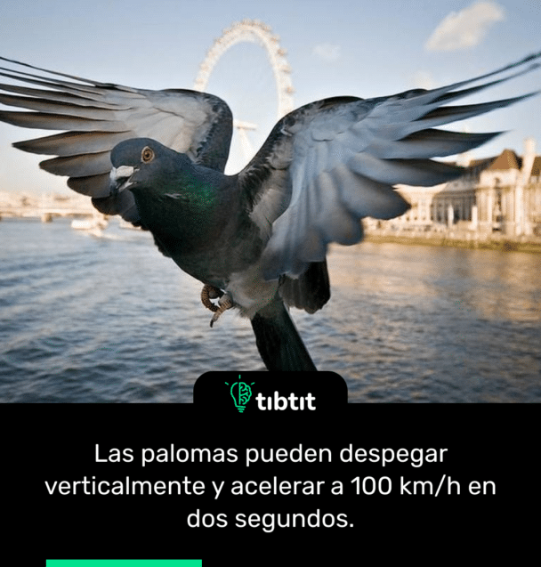 Las palomas pueden despegar verticalmente y acelerar a 100 km/h en dos segundos.