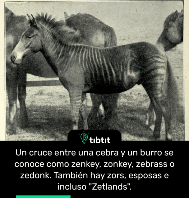 Un cruce entre una cebra y un burro se conoce como zenkey, zonkey, zebrass o zedonk. También hay zors, esposas e incluso "Zetlands".