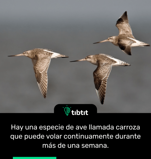 Hay una especie de ave llamada carroza que puede volar continuamente durante más de una semana.