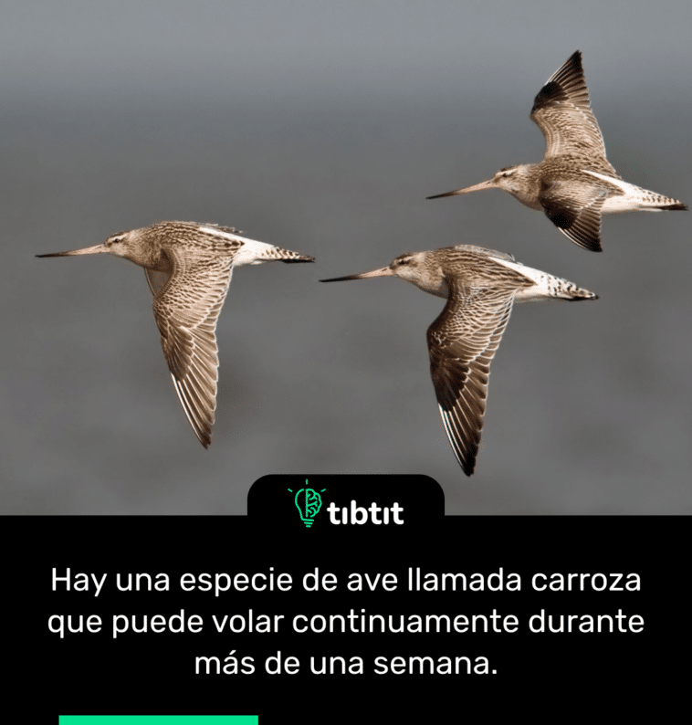 Hay una especie de ave llamada carroza que puede volar continuamente durante más de una semana.