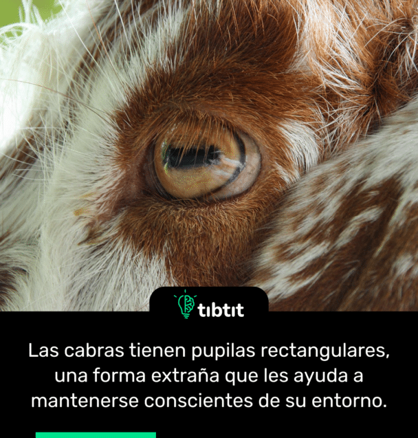 Las cabras tienen pupilas rectangulares, una forma extraña que les ayuda a mantenerse conscientes de su entorno.