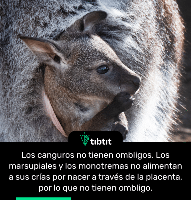 Los canguros no tienen ombligos. Los marsupiales y los monotremas no alimentan a sus crías por nacer a través de la placenta, por lo que no tienen ombligo.