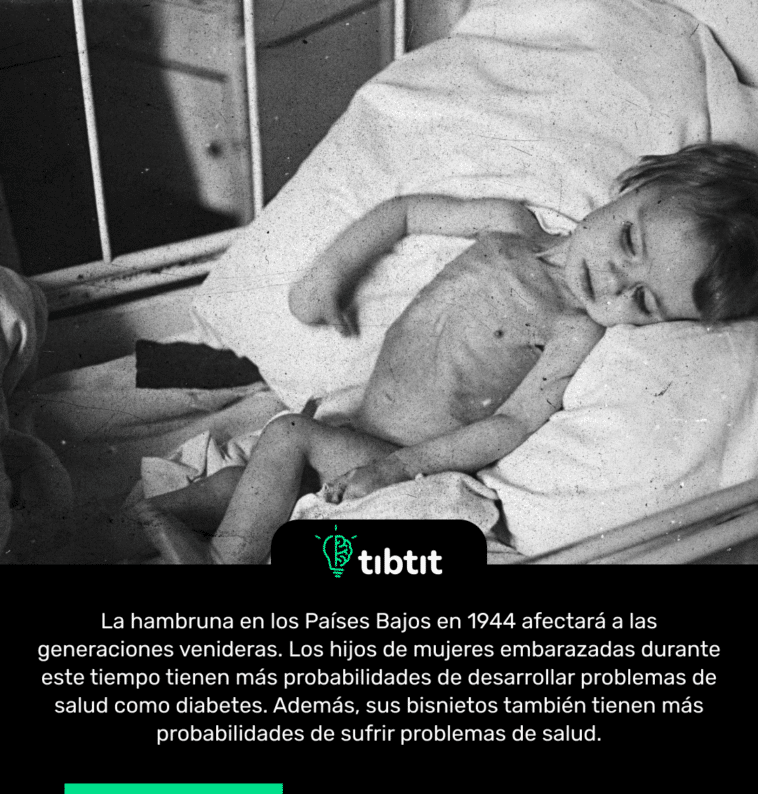 La hambruna en los Países Bajos en 1944 afectará a las generaciones venideras. Los hijos de mujeres embarazadas durante este tiempo tienen más probabilidades de desarrollar problemas de salud como diabetes. Además, sus bisnietos también tienen más probabilidades de sufrir problemas de salud.