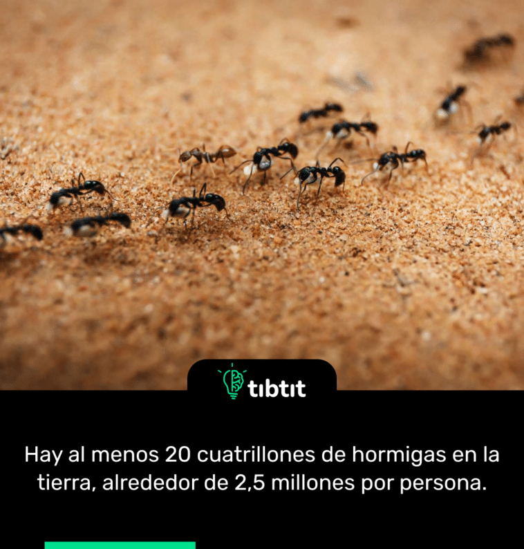 Hay al menos 20 cuatrillones de hormigas en la tierra, alrededor de 2,5 millones por persona.