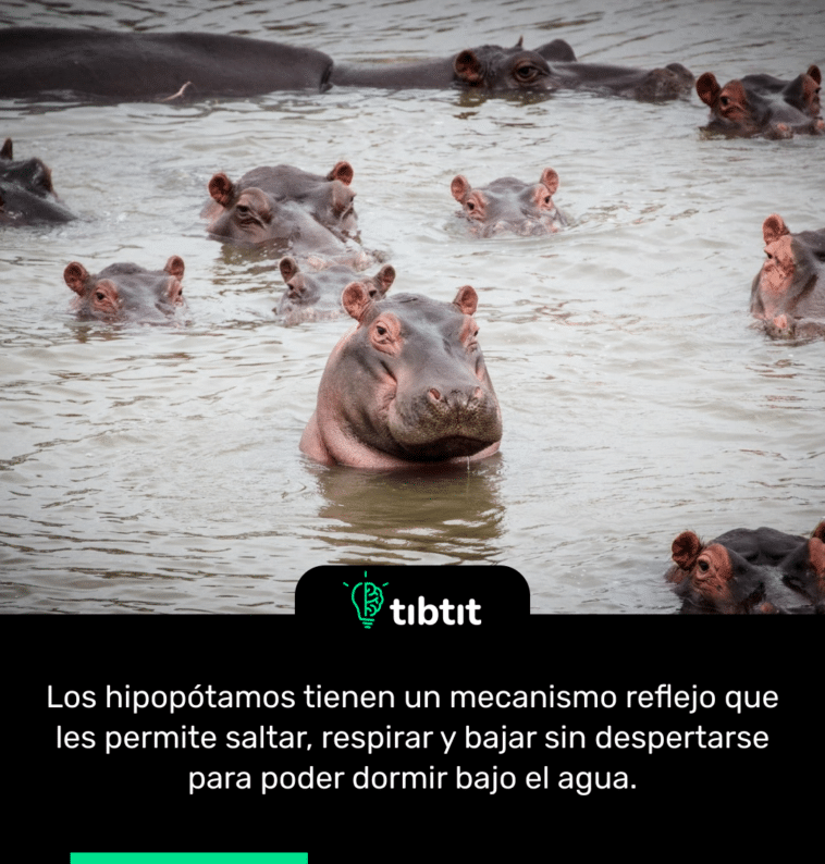 Los hipopótamos tienen un mecanismo reflejo que les permite saltar, respirar y bajar sin despertarse para poder dormir bajo el agua.