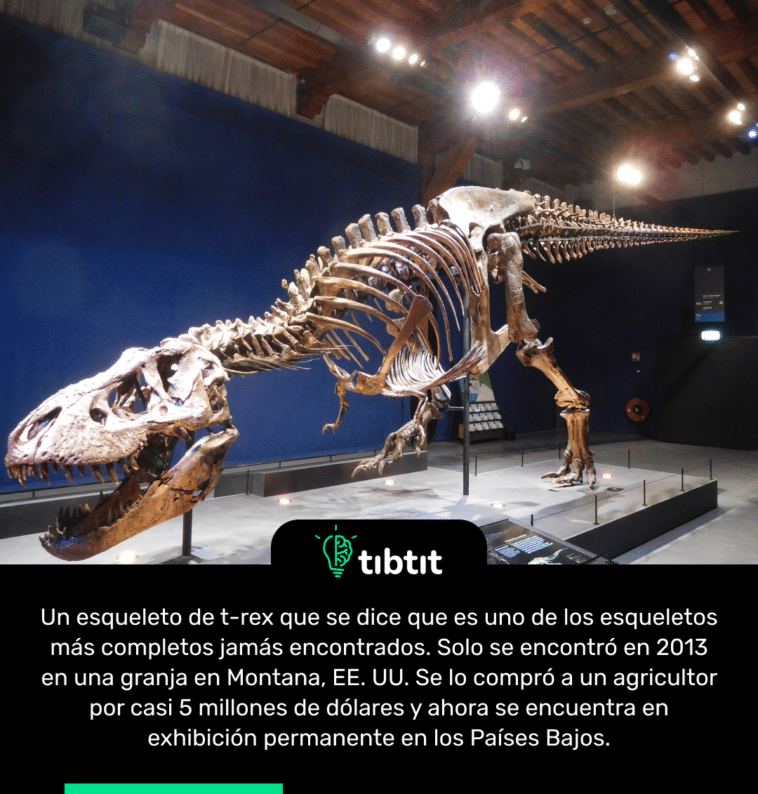 Un esqueleto de t-rex que se dice que es uno de los esqueletos más completos jamás encontrados. Solo se encontró en 2013 en una granja en Montana, EE. UU. Se lo compró a un agricultor por casi 5 millones de dólares y ahora se encuentra en exhibición permanente en los Países Bajos.