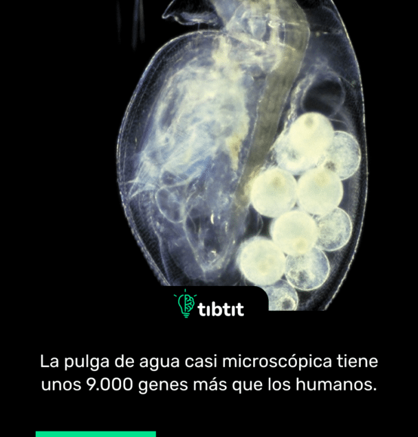 La pulga de agua casi microscópica tiene unos 9.000 genes más que los humanos.