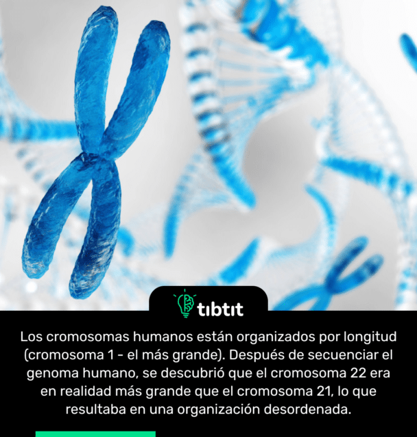 Los cromosomas humanos están organizados por longitud (cromosoma 1 - el más grande). Después de secuenciar el genoma humano, se descubrió que el cromosoma 22 era en realidad más grande que el cromosoma 21, lo que resultaba en una organización desordenada.