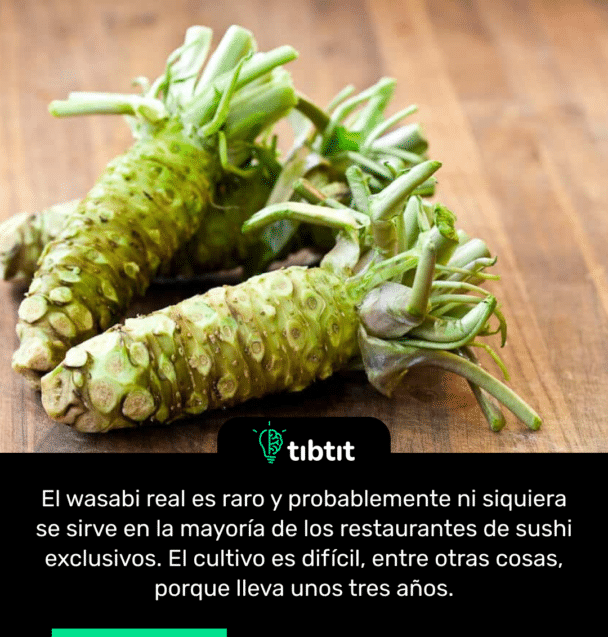 El wasabi real es raro y probablemente ni siquiera se sirve en la mayoría de los restaurantes de sushi exclusivos. El cultivo es difícil, entre otras cosas, porque lleva unos tres años.