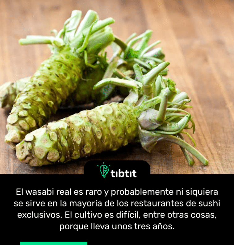 El wasabi real es raro y probablemente ni siquiera se sirve en la mayoría de los restaurantes de sushi exclusivos. El cultivo es difícil, entre otras cosas, porque lleva unos tres años.