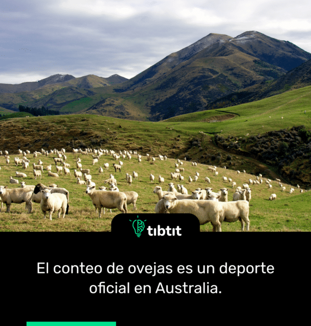 El conteo de ovejas es un deporte oficial en Australia.