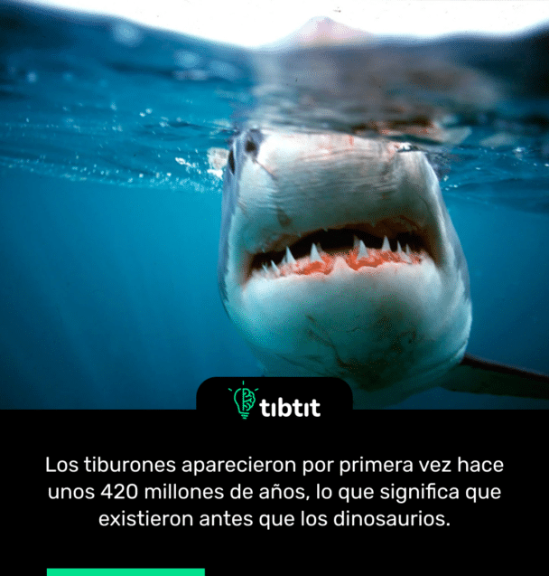 Los tiburones aparecieron por primera vez hace unos 420 millones de años, lo que significa que existieron antes que los dinosaurios.