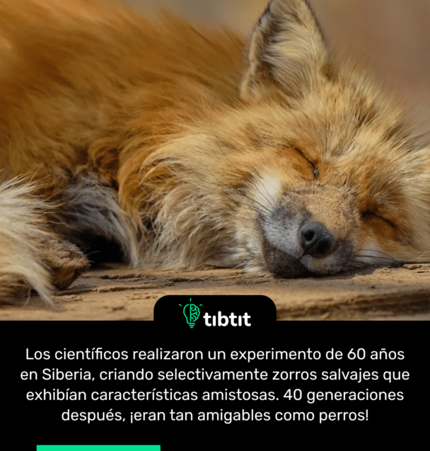 Los científicos realizaron un experimento de 60 años en Siberia, criando selectivamente zorros salvajes que exhibían características amistosas. 40 generaciones después, ¡eran tan amigables como perros!