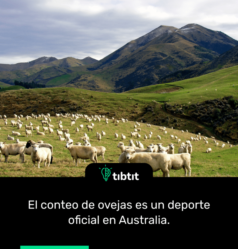 El conteo de ovejas es un deporte oficial en Australia.