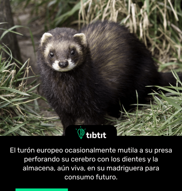 El turón europeo ocasionalmente mutila a su presa perforando su cerebro con los dientes y la almacena, aún viva, en su madriguera para consumo futuro.