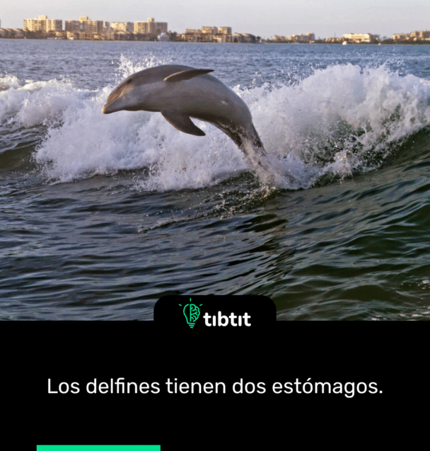 Los delfines tienen dos estómagos.