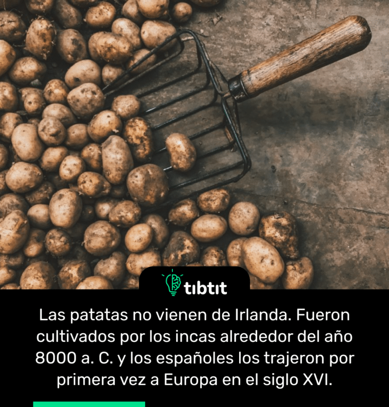 Las patatas no vienen de Irlanda. Fueron cultivados por los incas alrededor del año 8000 a. C. y los españoles los trajeron por primera vez a Europa en el siglo XVI.
