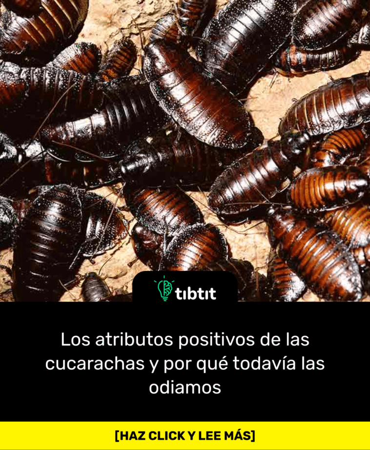 Los atributos positivos de las cucarachas y por qué todavía las odiamos