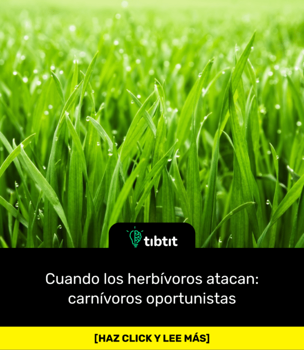 Cuando los herbívoros atacan: carnívoros oportunistas