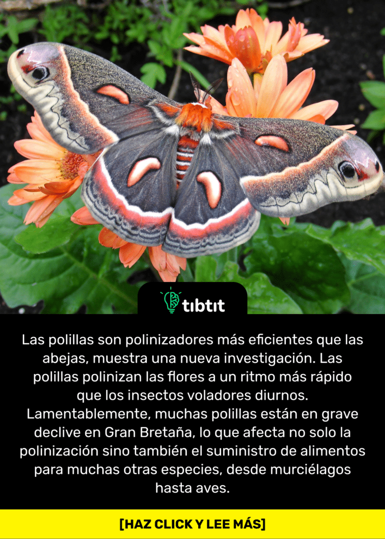 Las polillas son polinizadores más eficientes que las abejas, muestra una nueva investigación. Las polillas polinizan las flores a un ritmo más rápido que los insectos voladores diurnos. Lamentablemente, muchas polillas están en grave declive en Gran Bretaña, lo que afecta no solo la polinización sino también el suministro de alimentos para muchas otras especies, desde murciélagos hasta aves.