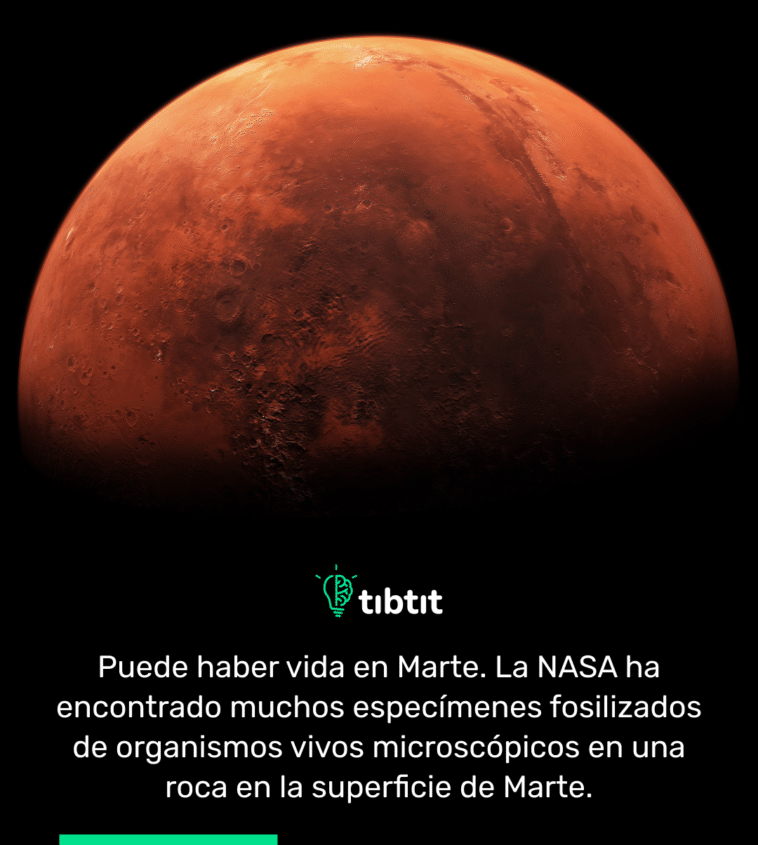 Puede haber vida en Marte. La NASA ha encontrado muchos especímenes fosilizados de organismos vivos microscópicos en una roca en la superficie de Marte.