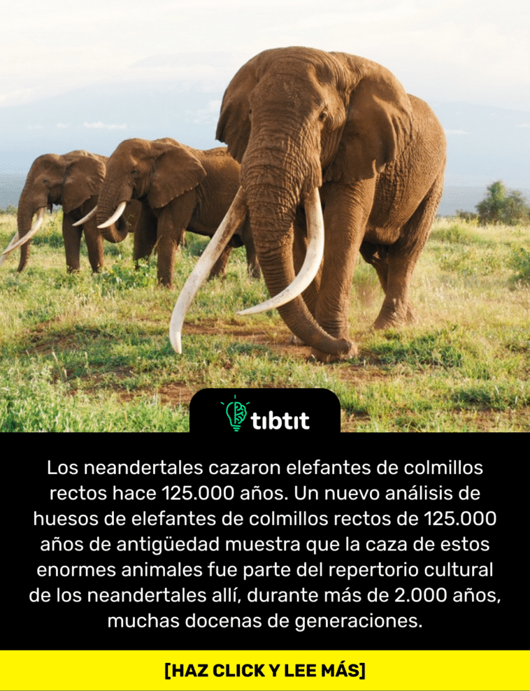 Los neandertales cazaron elefantes de colmillos rectos hace 125.000 años. Un nuevo análisis de huesos de elefantes de colmillos rectos de 125.000 años de antigüedad muestra que la caza de estos enormes animales fue parte del repertorio cultural de los neandertales allí, durante más de 2.000 años, muchas docenas de generaciones.
