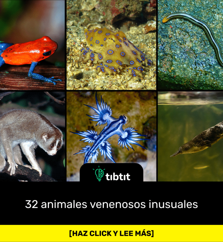 32 animales venenosos inusuales