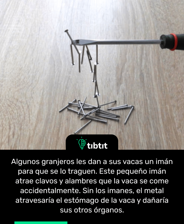 Algunos granjeros les dan a sus vacas un imán para que se lo traguen. Este pequeño imán atrae clavos y alambres que la vaca se come accidentalmente. Sin los imanes, el metal atravesaría el estómago de la vaca y dañaría sus otros órganos.