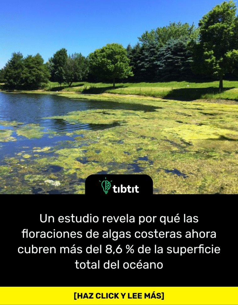 Un estudio revela por qué las floraciones de algas costeras ahora cubren más del 8,6 % de la superficie total del océano