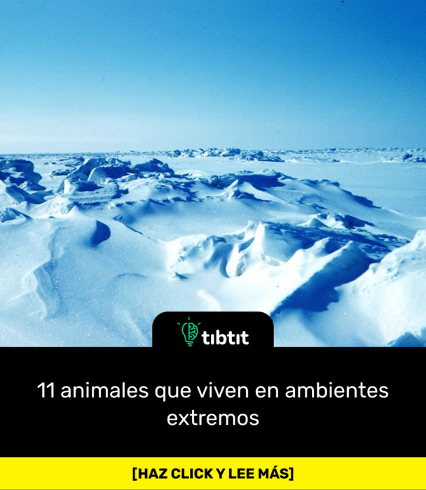 11 animales que viven en ambientes extremos