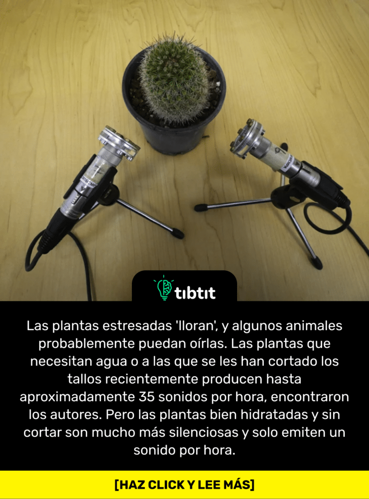 Las plantas estresadas 'lloran', y algunos animales probablemente puedan oírlas. Las plantas que necesitan agua o a las que se les han cortado los tallos recientemente producen hasta aproximadamente 35 sonidos por hora, encontraron los autores. Pero las plantas bien hidratadas y sin cortar son mucho más silenciosas y solo emiten un sonido por hora.